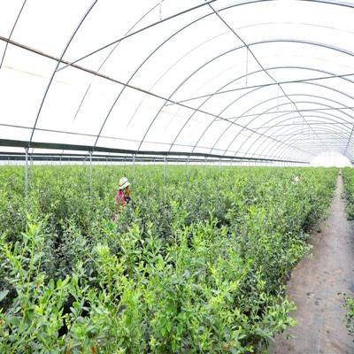 Greenhouse film