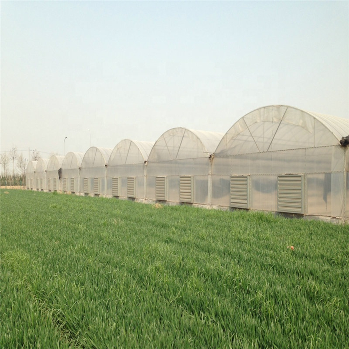 greenhouse (3).jpg