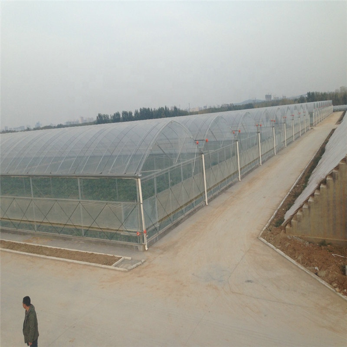 greenhouse (4).jpg